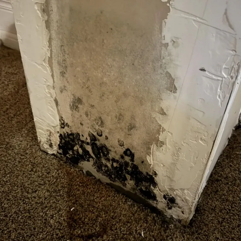 Professional Mold Removal in Mountain View, CA
